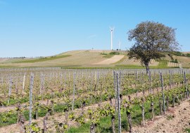 WeinWANDERN im Selztal, &copy; Ute Feldmann
