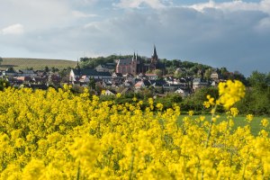 Oppenheimer Frühling, © Rainer Ebling Fotografie
