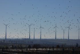 Ein Vogelschwarm fliegt &uuml;ber einer Reihe von Windr&auml;dern auf einem H&uuml;gel 