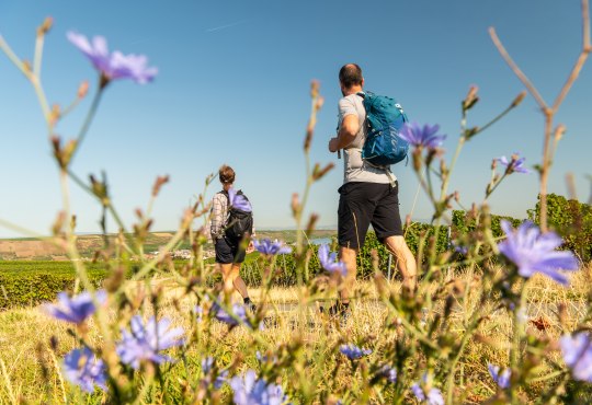 Zwei Wanderer mit Rucksäcken sind unterwegs in den Weinbergen, im Vordergrund sind Blumen
