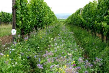 Weingut Brühler Hof_Begruenung, © Weingut Brühler Hof