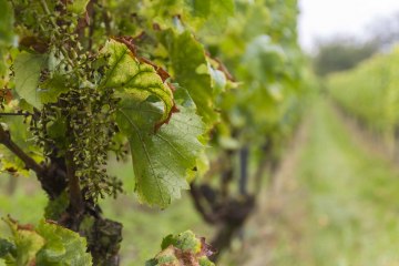 Weingut Freitag_Weinrebe, &copy; Weingut Freitag