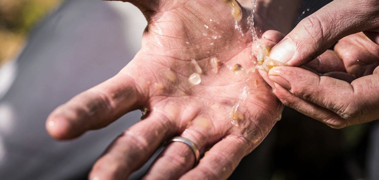 Weingut Helmut Geil_H&auml;nde, &copy; Weingut Helmut Geil
