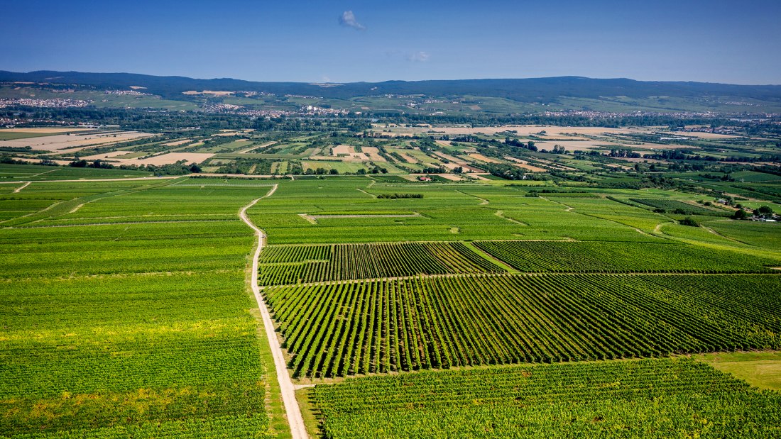 Gau-Algesheimer Johannisberg