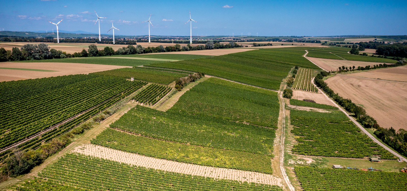 Bechtolsheimer Wingertstor