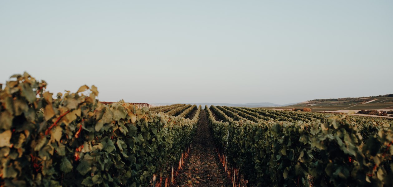 Weingut Bernhard_Weinreben, &copy; Ines Barwig