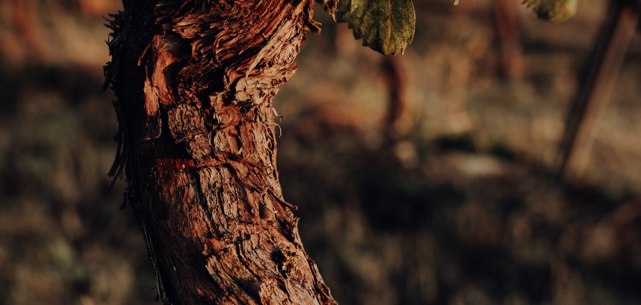 Weingut Bernhard_Rebstock, &copy; Ines Barwig