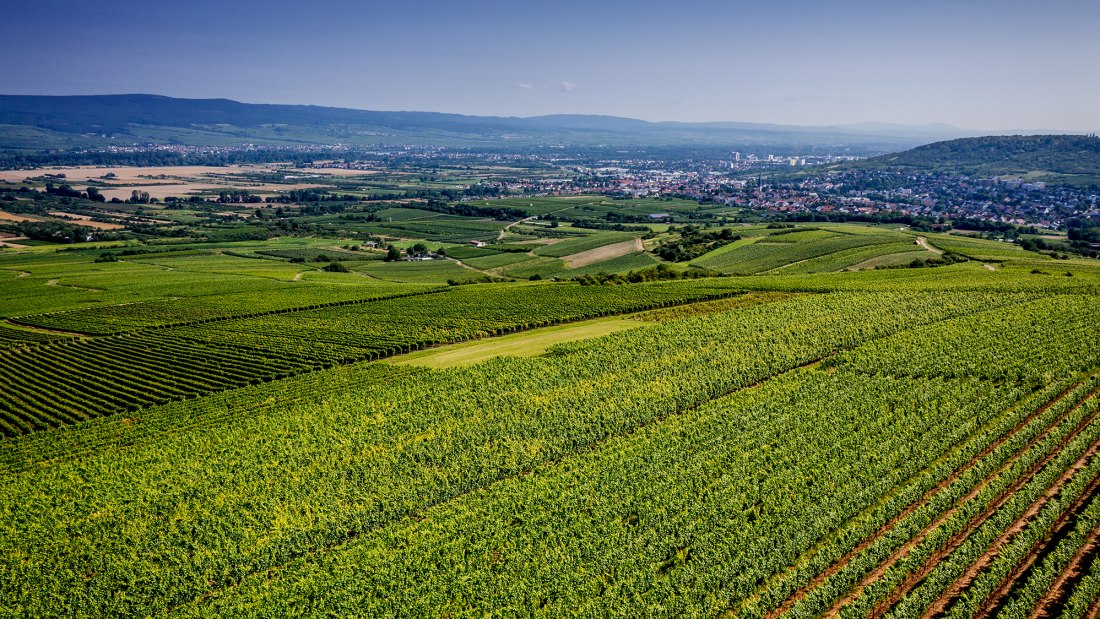 Gau-Algesheimer Johannisberg