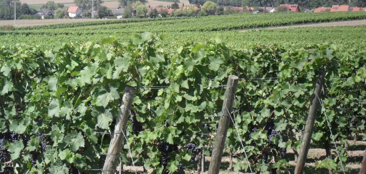 Weingut Bernhard_Weinberge, © Weingut Bernhard