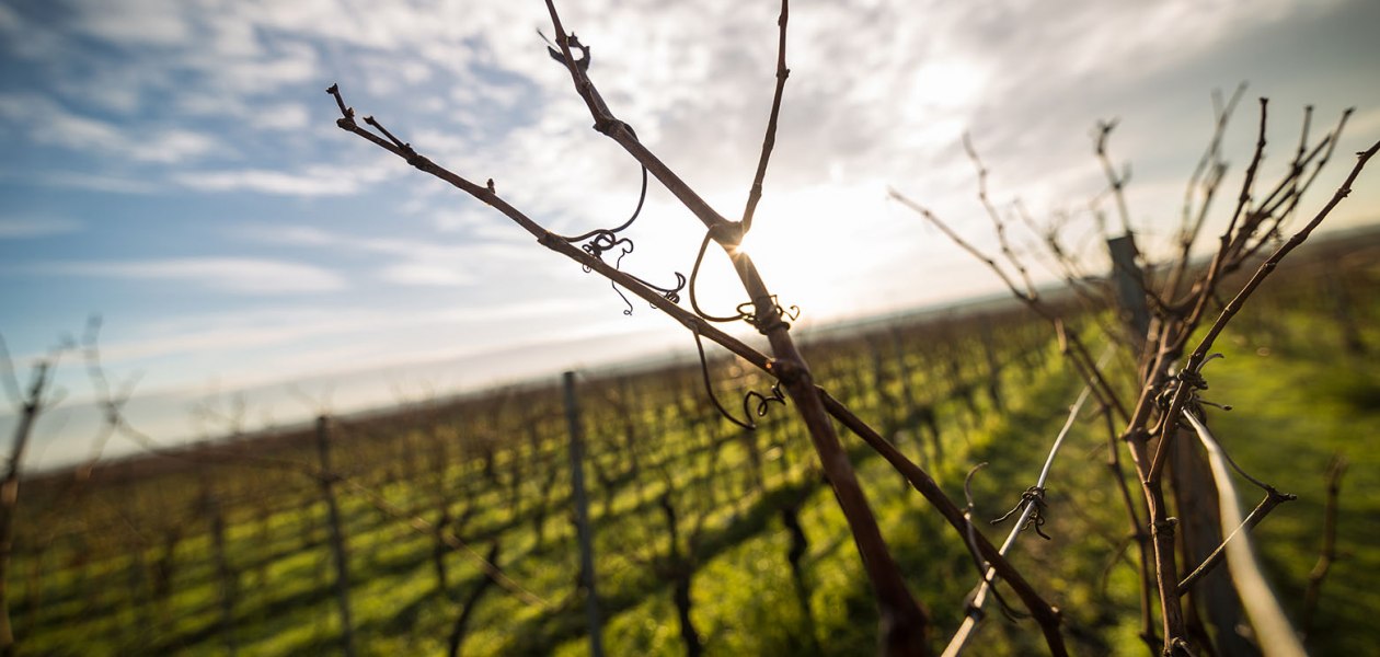 Weinkontor Westhofen_Rebe, &copy; Weinkontor Westhofen