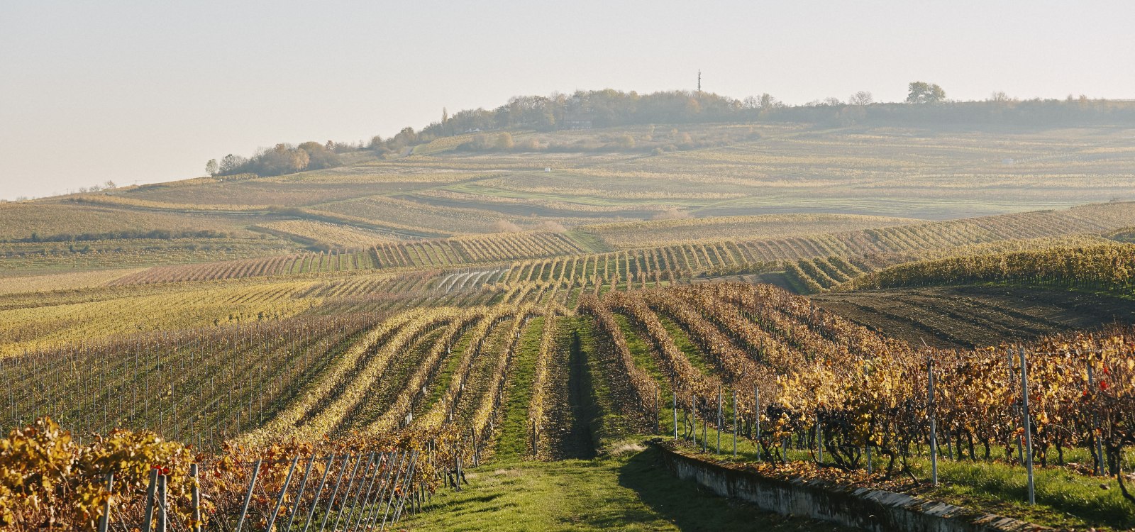 Weinberg, &copy; Weingut Spies