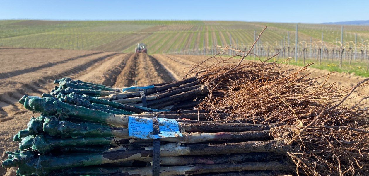 Weingut Breitenbach Neuanlage, &copy; Weingut Breitenbach