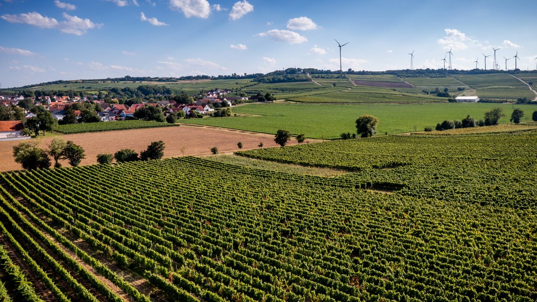 Dittelsheimer Leckerberg