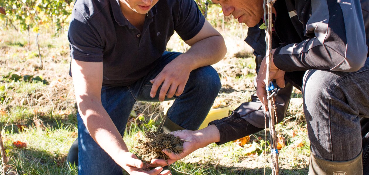 Weinberg, &copy; Weingut Spies