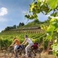 Radeln an der ber&uuml;hmten Weinlage "Roter Hang" &copy; Georg Knoll