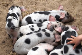 Bentheimer Schweine &copy; pixabay