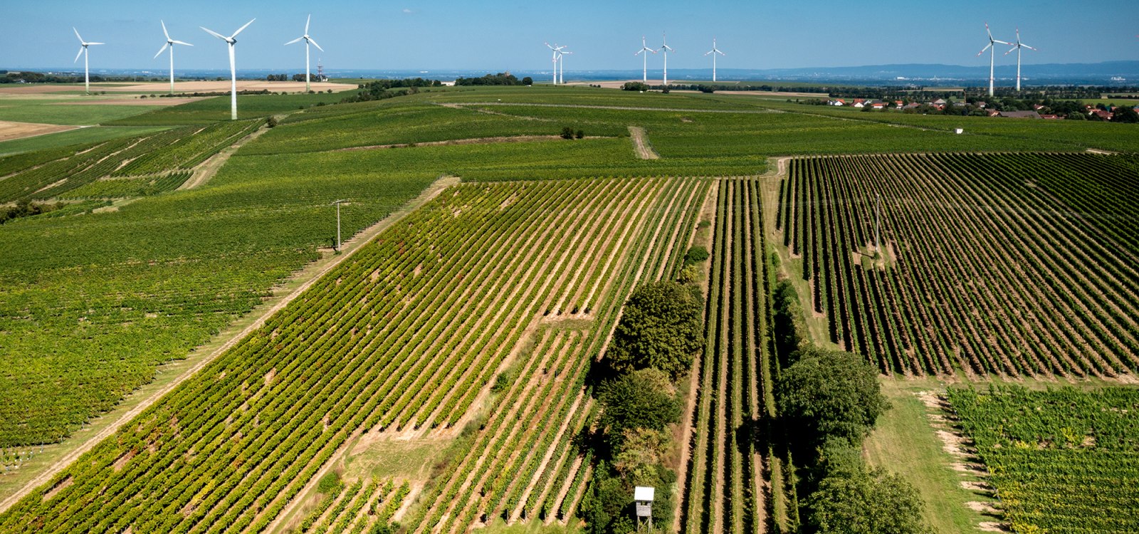 Hillesheimer Altenberg