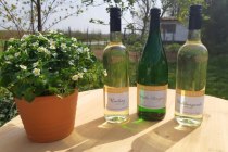 weingut_klein_mainz_hechtsheim_03