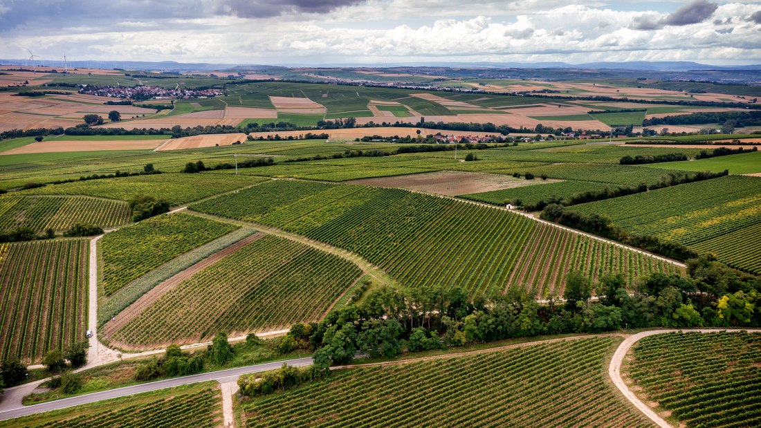 Zornheimer Vogelsang