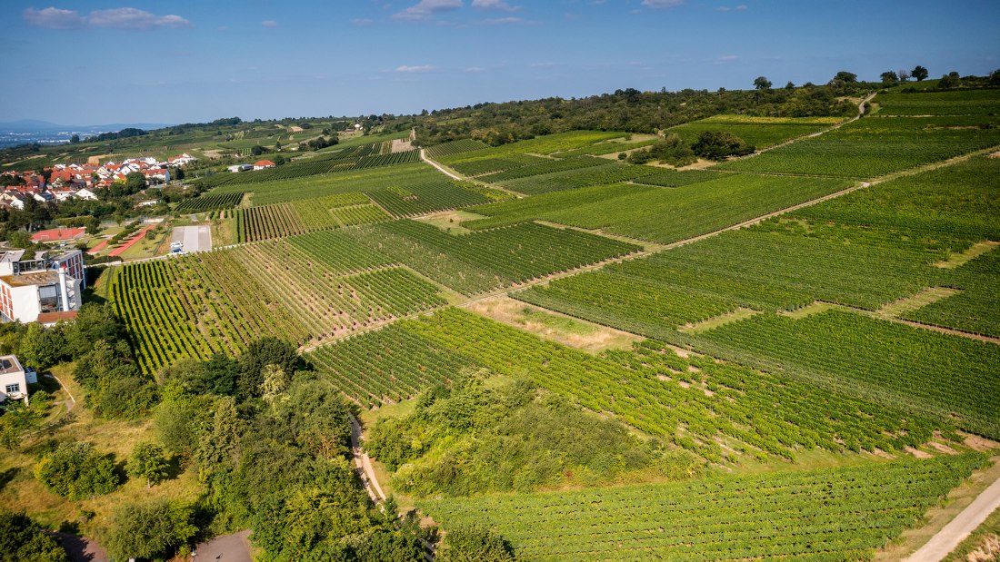 Ingelheimer Höllenweg
