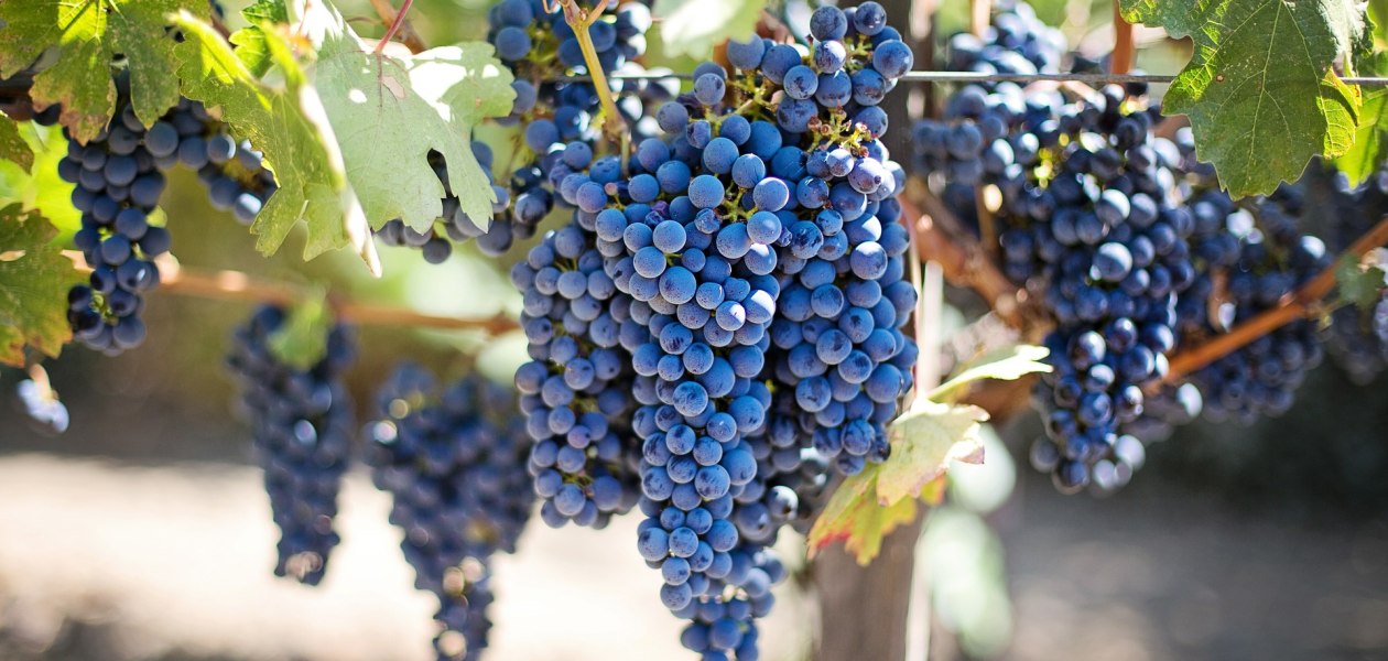 Weingut Egelhoff_Trauben, &copy; Weingut Egelhoff