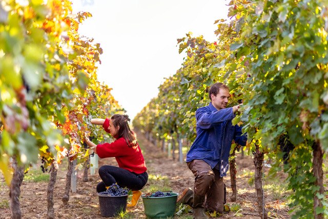 Weingut Eckert_Lese, &copy; Weingut Eckert