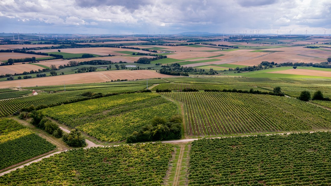 Zornheimer Vogelsang