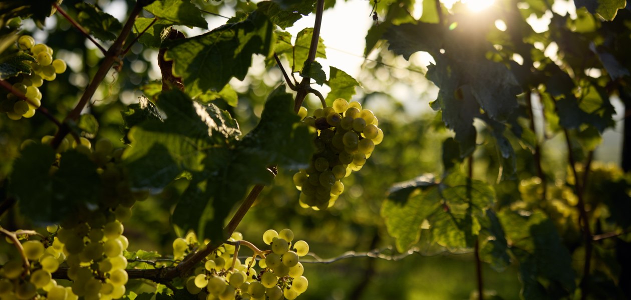 Weingut Wittmann_Weinberg Trauben_by David Maurer, &copy; David Maurer