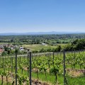 Aussicht Falkenbergh&uuml;tte &copy; Tourismus Service Center der Verbandsgemeinde Rhein-Selz