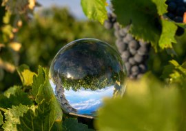 Weinbergswanderung, © Weingut Jürgen Bernhard