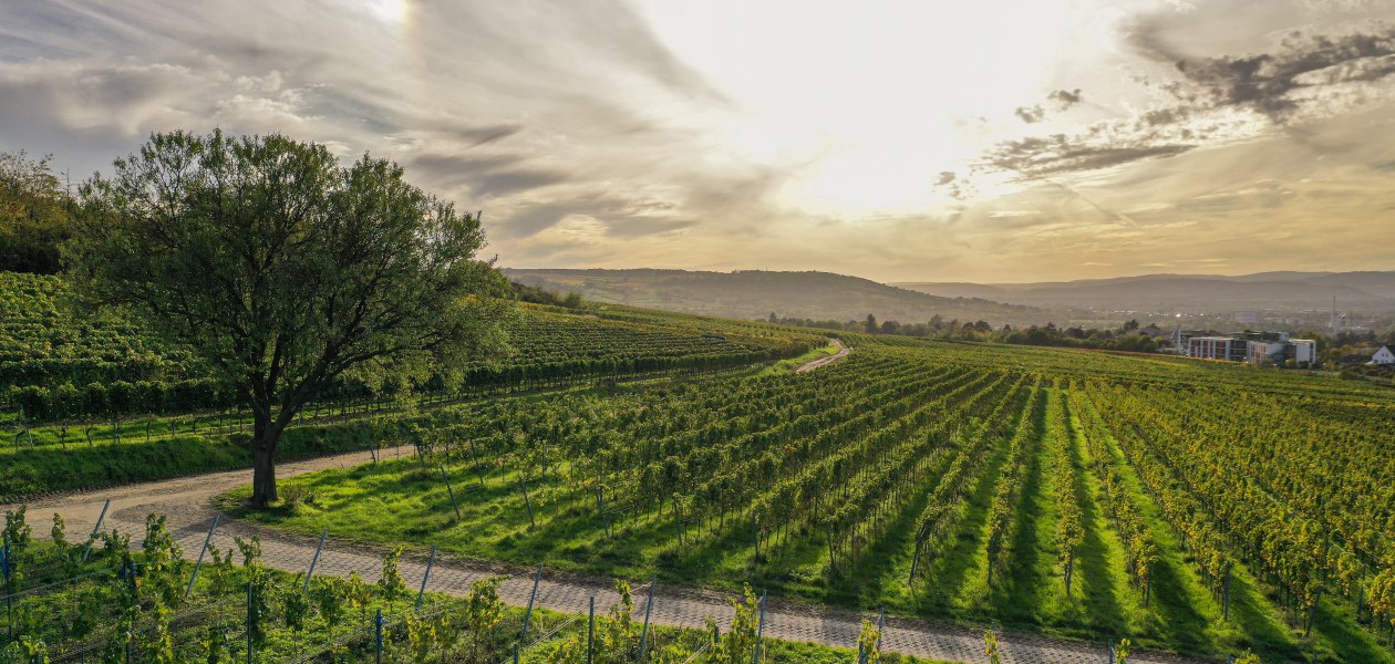 &Ouml;koweingut Arndt F. Werner_Lottenstueck, &copy; &Ouml;koweingut Arndt F. Werner
