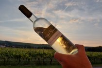 Weingut Otto Becker_bei Sonnenuntergang, © Weingut Otto Becker