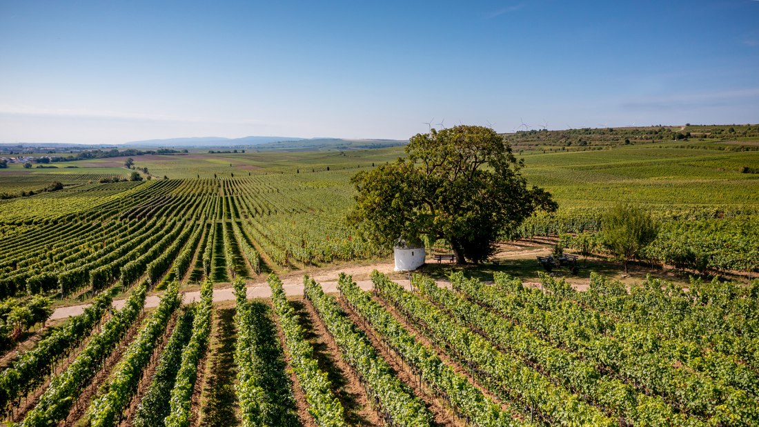 Dalsheimer B&uuml;rgel