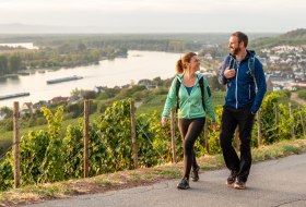 Ein Paar wandert auf dem Rheinterrassenweg umgeben von Rhein und Weinbergen. © Dominik Ketz, Rheinhessen-Touristik GmbH