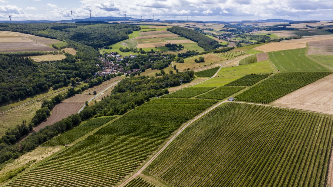 Tiefenthaler Graukatz