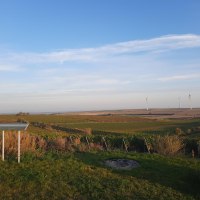 Junghennblick Ausblick Uelversheim © TSC Rhein-Selz