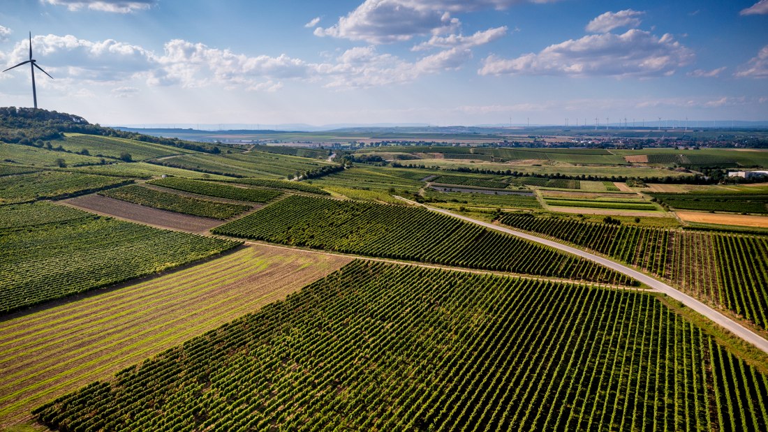 Dittelsheimer Leckerberg