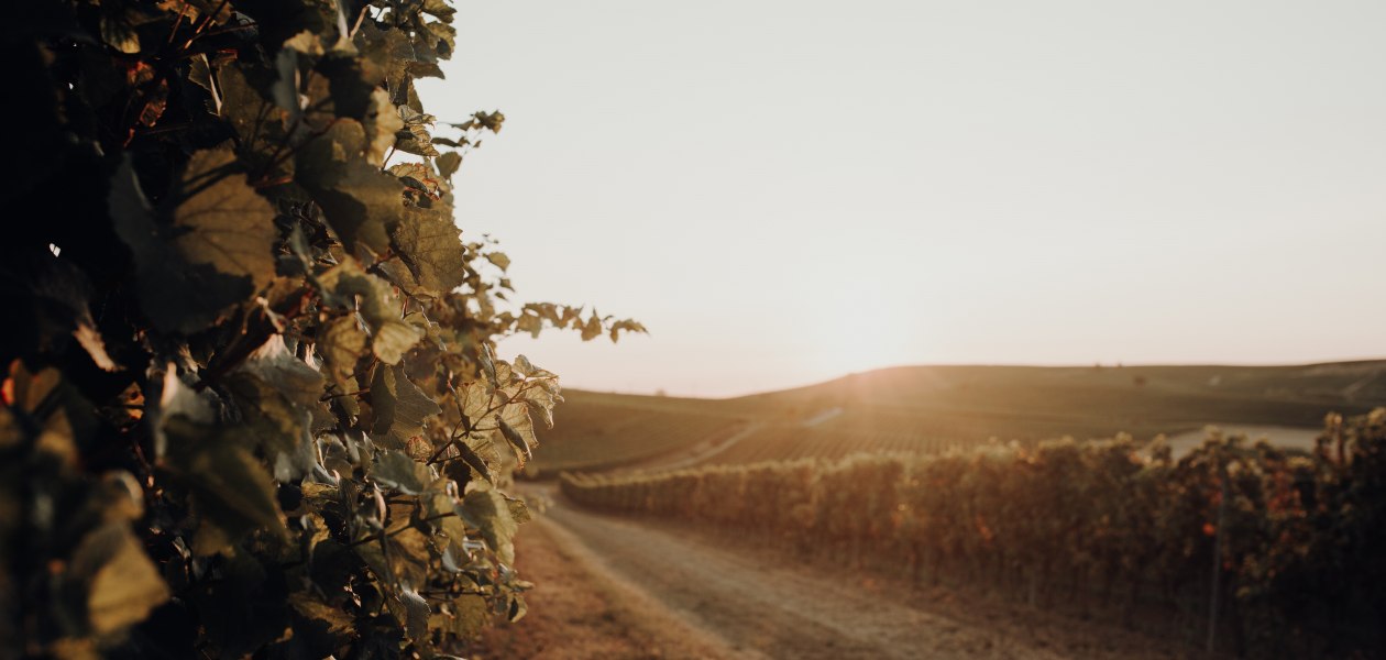 Weingut Bernhard_Weinreben Sonnenuntergang, &copy; Ines Barwig