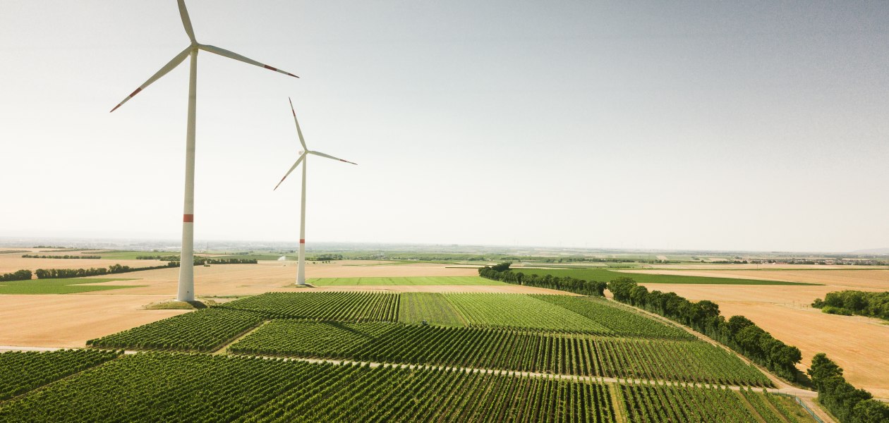 Weingut Dackermann_Weinreben, &copy; Weingut Dackermann